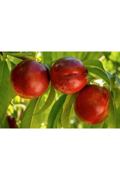 Нектарин Алітоп - плоди з темно-червоним рум’янцем